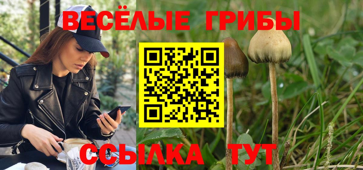 Чайковский  Галлюциногенные грибы Psilocybine cubensis  как найти закладки  Псилоцибиновые грибы прущие грибы  Вход с VPN 